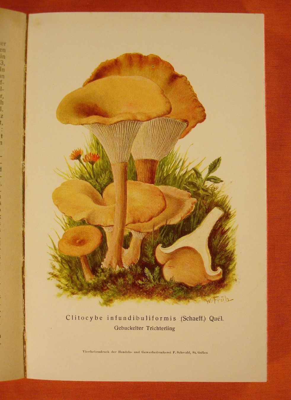 Libri: DIE TRICHTERLINGE, PILZE, 1926 – Usato da Grüningen venduto da Kartensammler