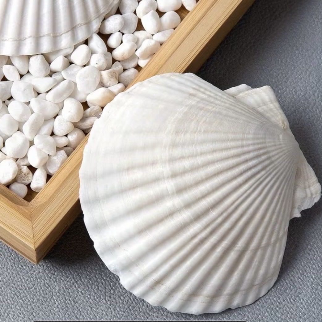Alle Dekorationen: Real Scallop Shells Muscheln – Neu und originalverpackt aus Zürich von agichristine 4