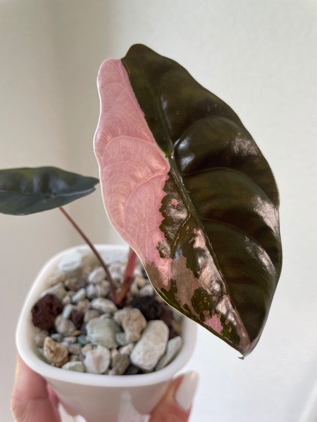 Piante & sementi: Alocasia Chantrieri Pink Var. – Nuovo (secondo la descrizione) da Watt venduto da anics.plants 2