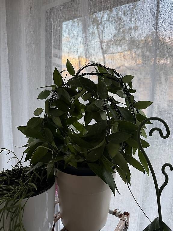 Pflanzen & Samen: Hoya Memoria – Gebraucht aus Spiez von Lunelu