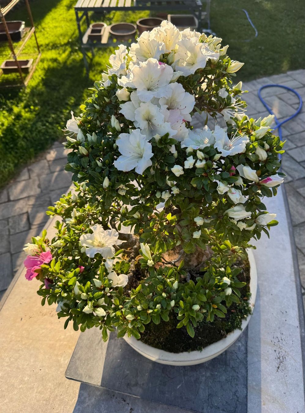 Piante & sementi: Bonsai exceptionel: Azalée du Japon – Usato da Epalinges venduto da Wimmsi 2