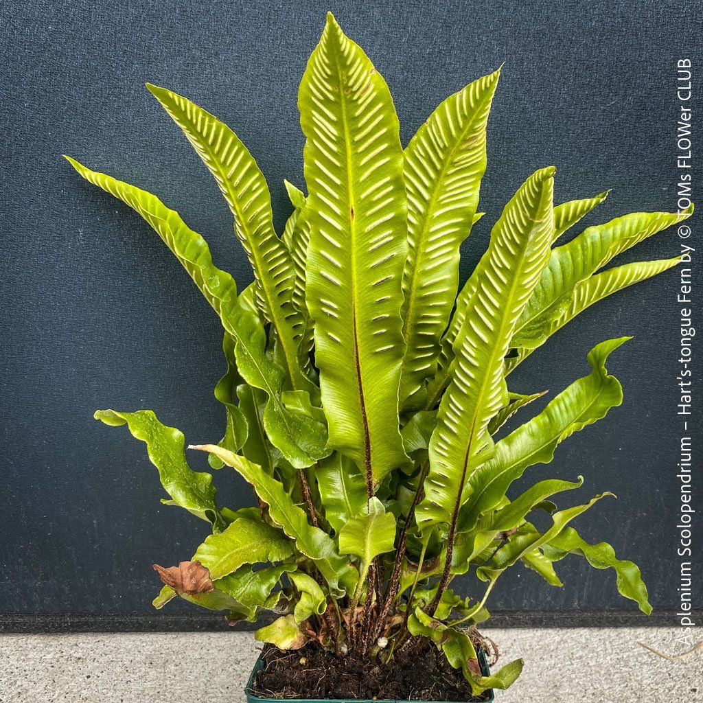 Piante & sementi: ASPLENIUM SCOLOPENDRIUM - immergrüner HIRSCHZUNGENFARN – Nuovo e nell'imballaggio originale da Adliswil venduto da astom369 4