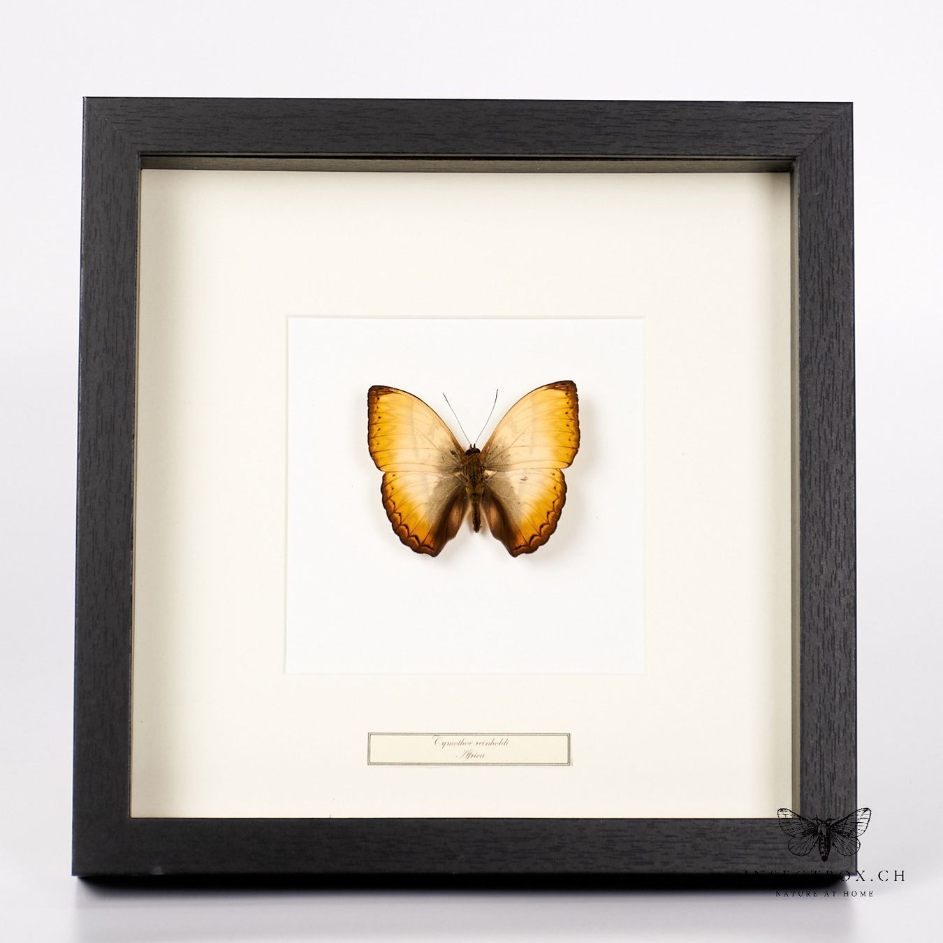 Welt der Tiere: Cymothoe reinholdi Schmetterling – Neu (gemäss Beschreibung) aus Ostermundigen von CarmineHome