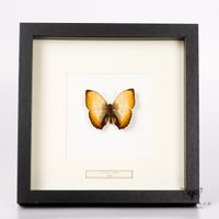 Cymothoe reinholdi Schmetterling