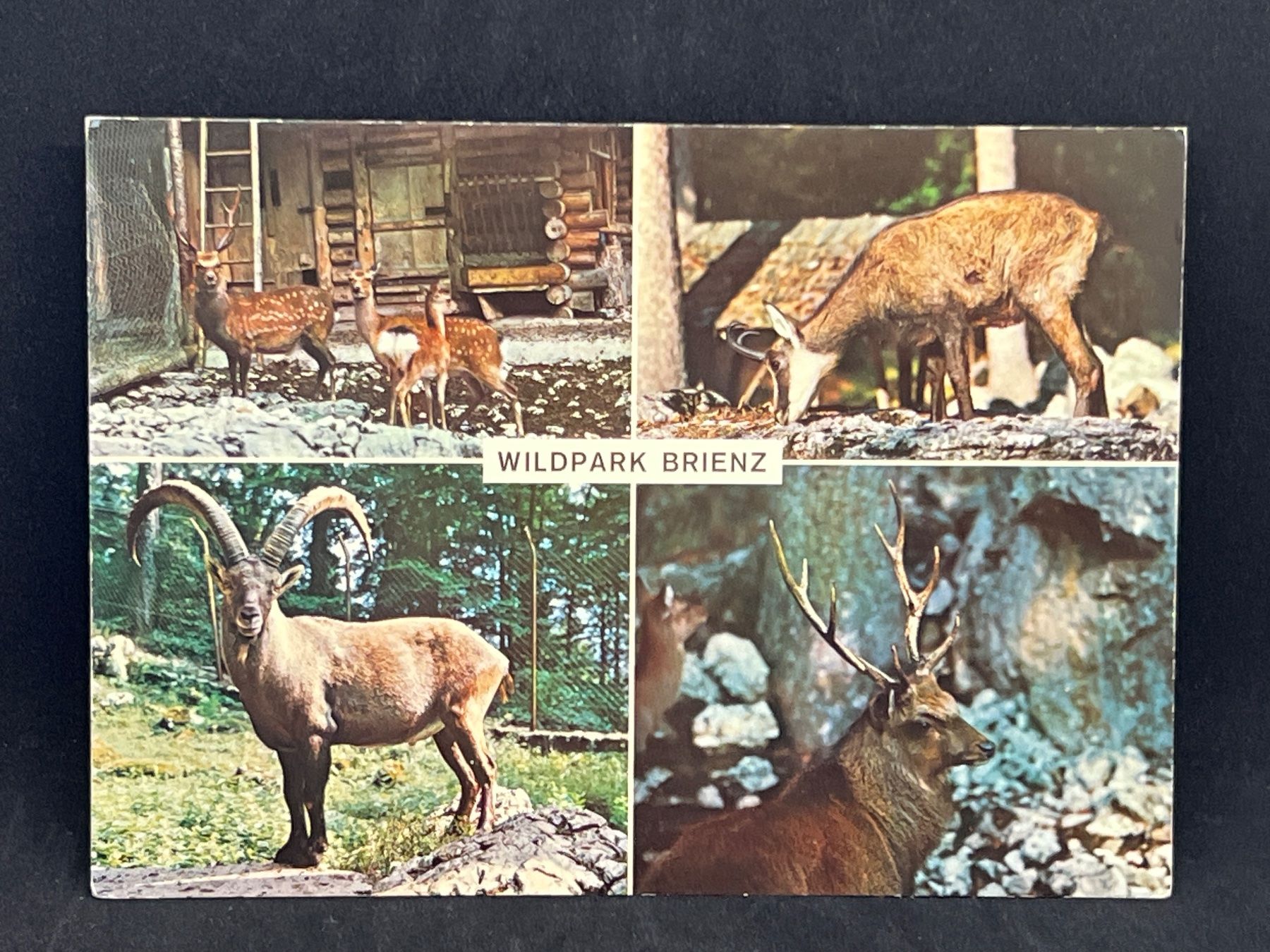 Cartes postales: Wildpark Brienz – D'occasion à Widnau par Brusi9