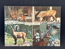 Wildpark Brienz
