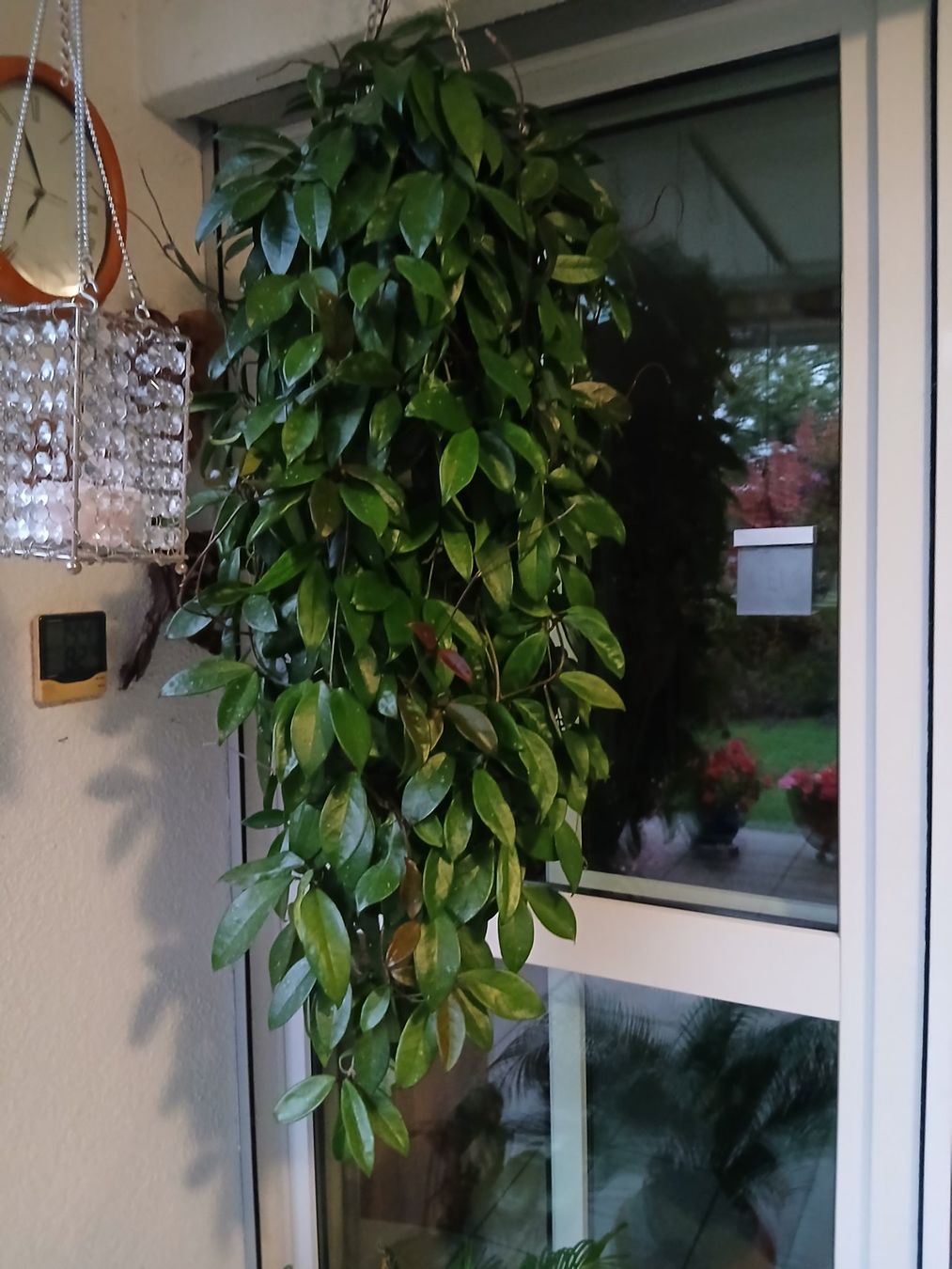 Plantes & graines: Hoya – D'occasion à Zürich par Pizzu1 5