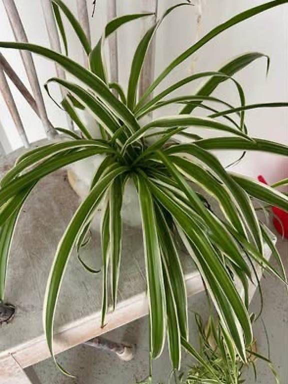 Stühle: Stuhl mit Blumen  – Gebraucht aus Frauenfeld von Irene.Schuppli 3