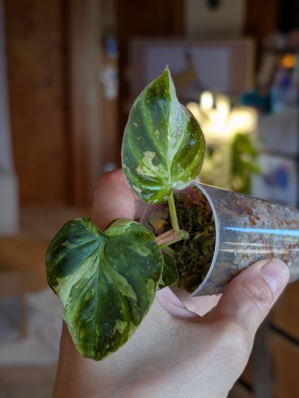 Piante & sementi: Philodendron Verrucosum Pink Galaxy Variegata – Usato da Faulensee venduto da plantmama 4
