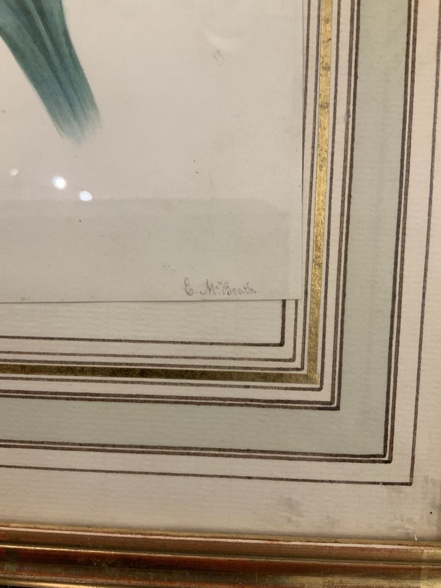 Dipinti: Aquarelle, une tulipe signé E McBeath – Usato da rolle venduto da Tontonjulot 2
