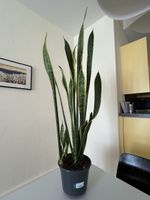 Zimmerpflanze Bogenhanf (Dracaena trifasciata)