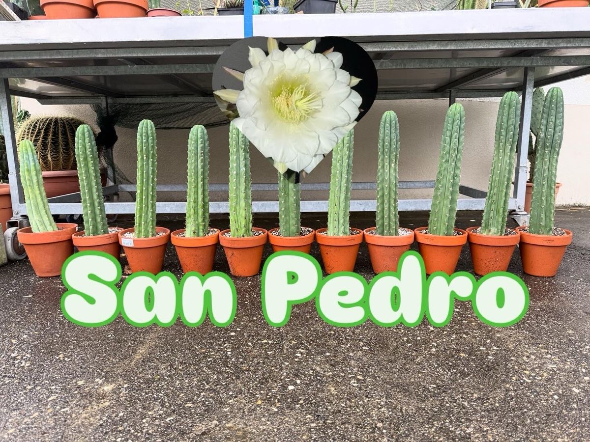 Pflanzen & Samen: Trichocereus – Neu (gemäss Beschreibung) aus Develier von Cactus_jura