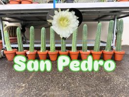 Trichocereus