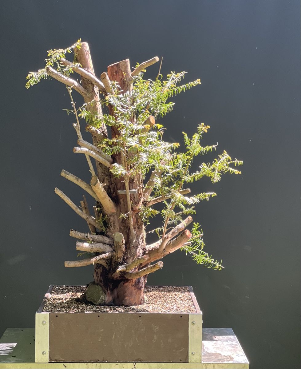 Piante & sementi: Bonsai Yamadori Rohling Eibe – Usato da Steckborn venduto da ben_gz56 1