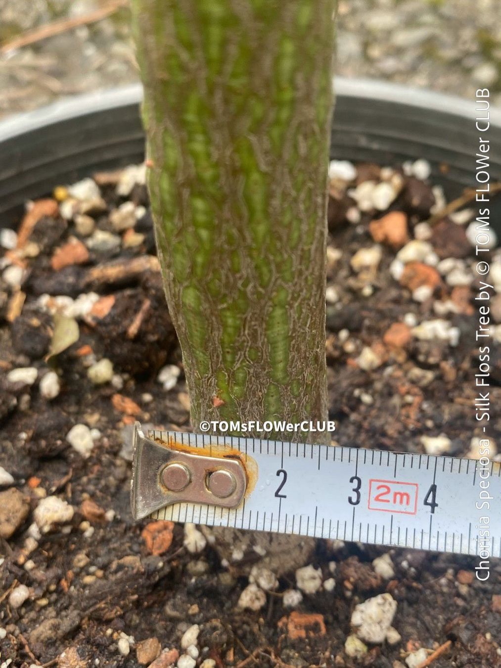 Piante & sementi: Chorisia Speciosa - einzigartiger 120cm Seidenbaum Bäumchen – Nuovo e nell'imballaggio originale da Adliswil venduto da astom369 2