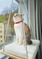 Katzen Fensterliege