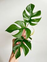 Monstera minima Kopfsteckling🔥 (kräftig bewurzelt)
