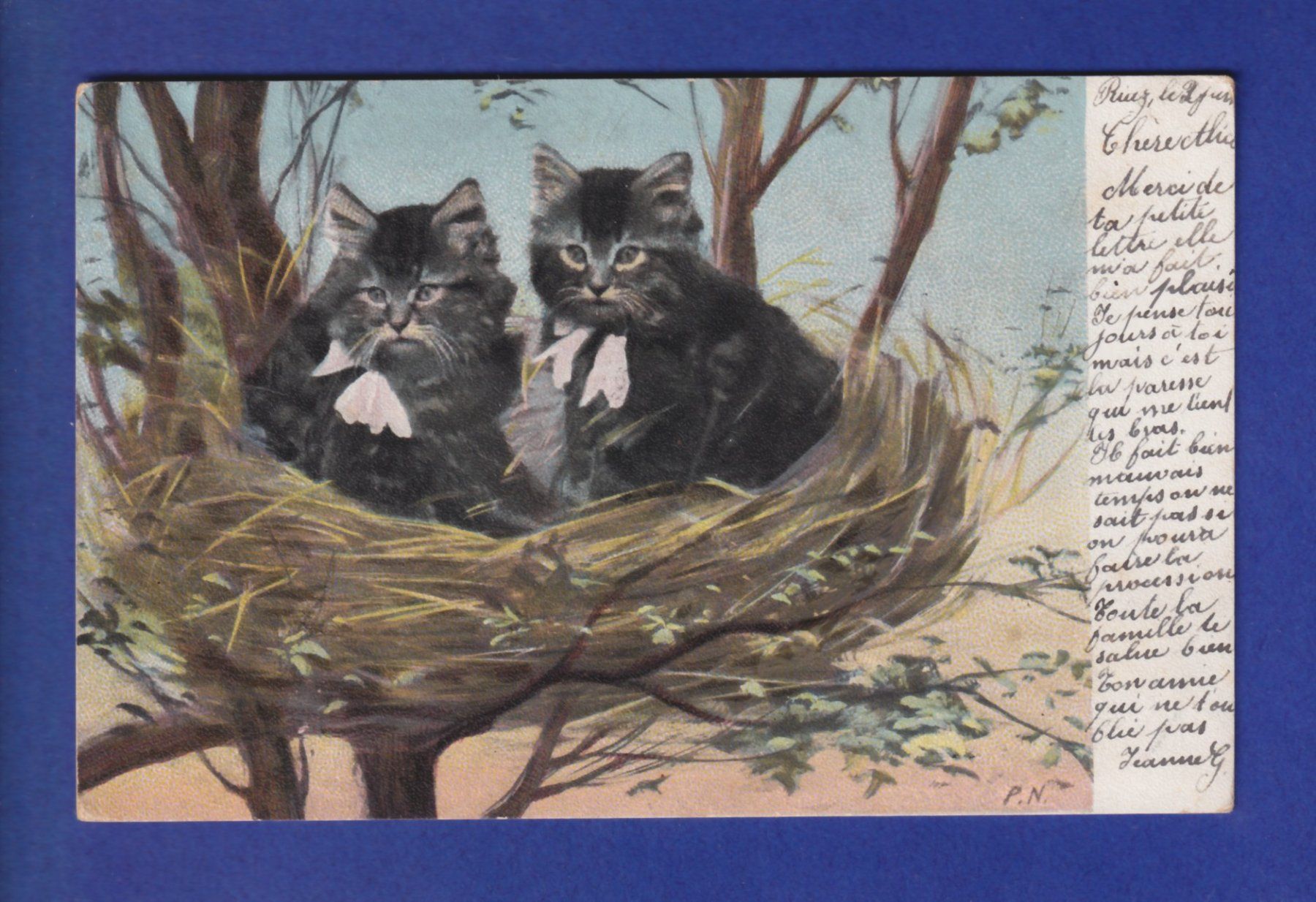 Cartes postales: CHAT - Chats dans un nid – D'occasion à Pully par nicecards-shop