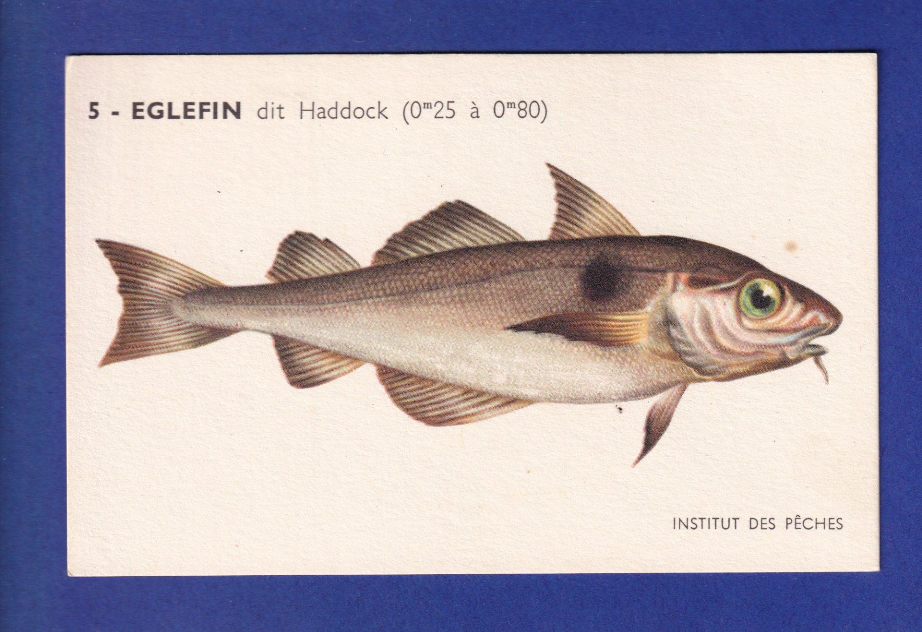 Cartoline postali: Poisson - EGLEFIN dit Haddock – Usato da Pully venduto da nicecards-shop