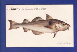 Poisson - EGLEFIN dit Haddock