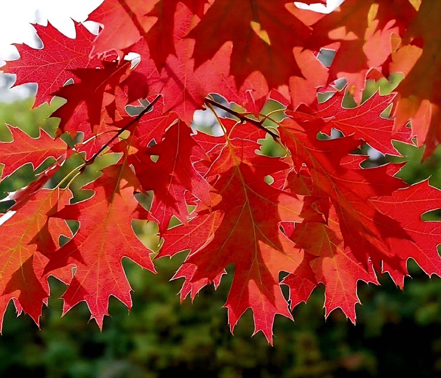 Piante & sementi: 3 Sämlinge Amerikanische rote Eiche 10-20cm : QUERCUS RUBRA – Nuovo e nell'imballaggio originale da Rovio venduto da POSITIFFARTandPLANTS 1