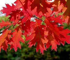3 Sämlinge Amerikanische rote Eiche 10-20cm : QUERCUS RUBRA