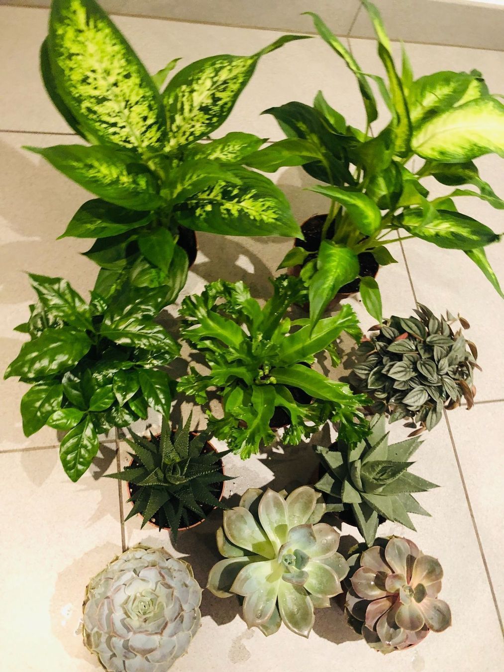 Pflanzen & Samen: 10 STK Sammlung von Pflanzen 10-30cm – Neu und originalverpackt aus Rovio von POSITIFFARTandPLANTS 5