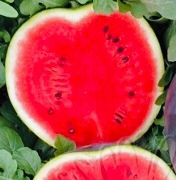 Pflanzen & Samen: 10 stk SAMEN Wassermelone SUGAR BABY – Neu und originalverpackt aus Rovio von POSITIFFARTandPLANTS 5