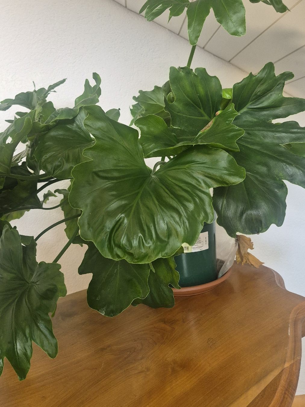 Pflanzen & Samen: Zimmerpflanze Philodendron Selloum – Gebraucht aus Frauenfeld von mel_2gqy 1