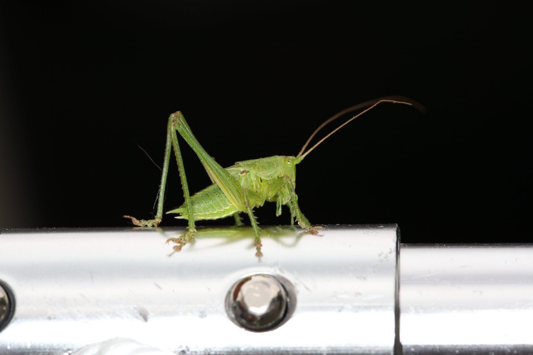 Canon Blitze: Canon Macro Ring-Blitzgerät MR-14EX – Gebraucht aus Eichberg von henrikinch 3
