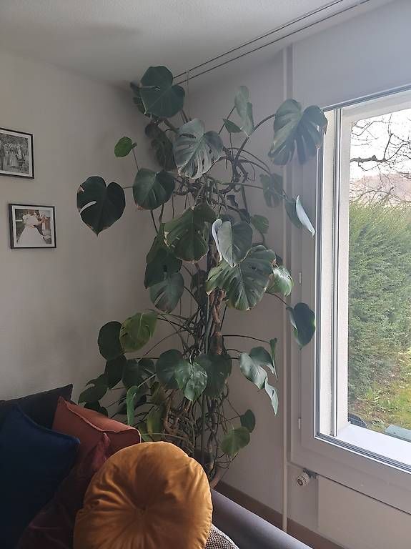 Piante & sementi: 2x Ableger Monstera deliciosa – Usato da Sursee venduto da ste_hjy9 1