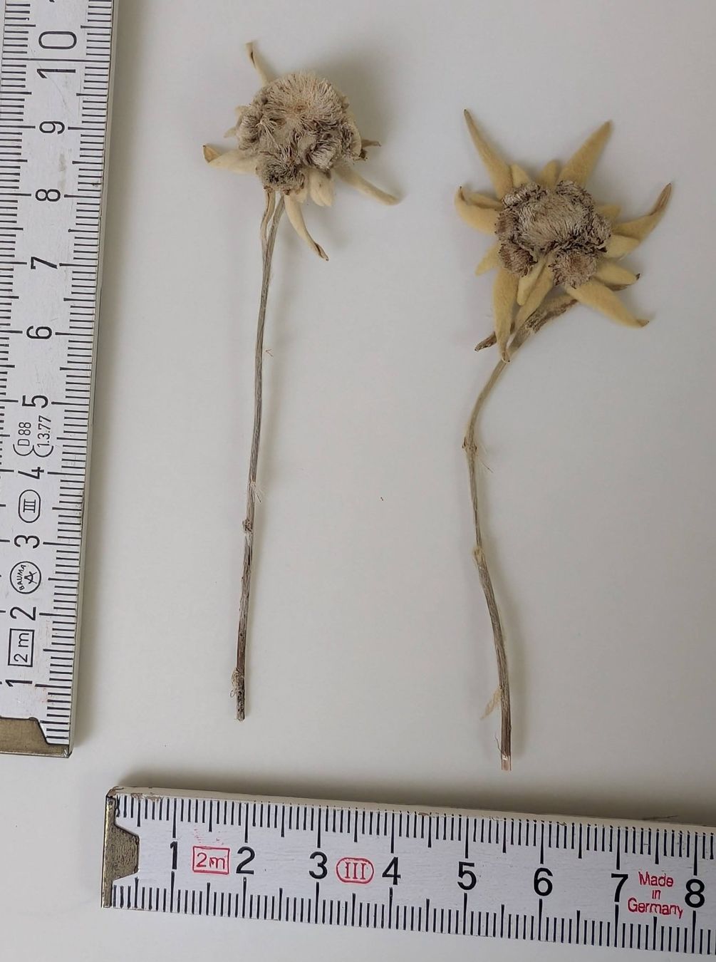 Tutte le decorazioni: Echte Edelweissblumen, getrocknet im Kästchen, selten! – Usato da Zürich venduto da axolottchen 4