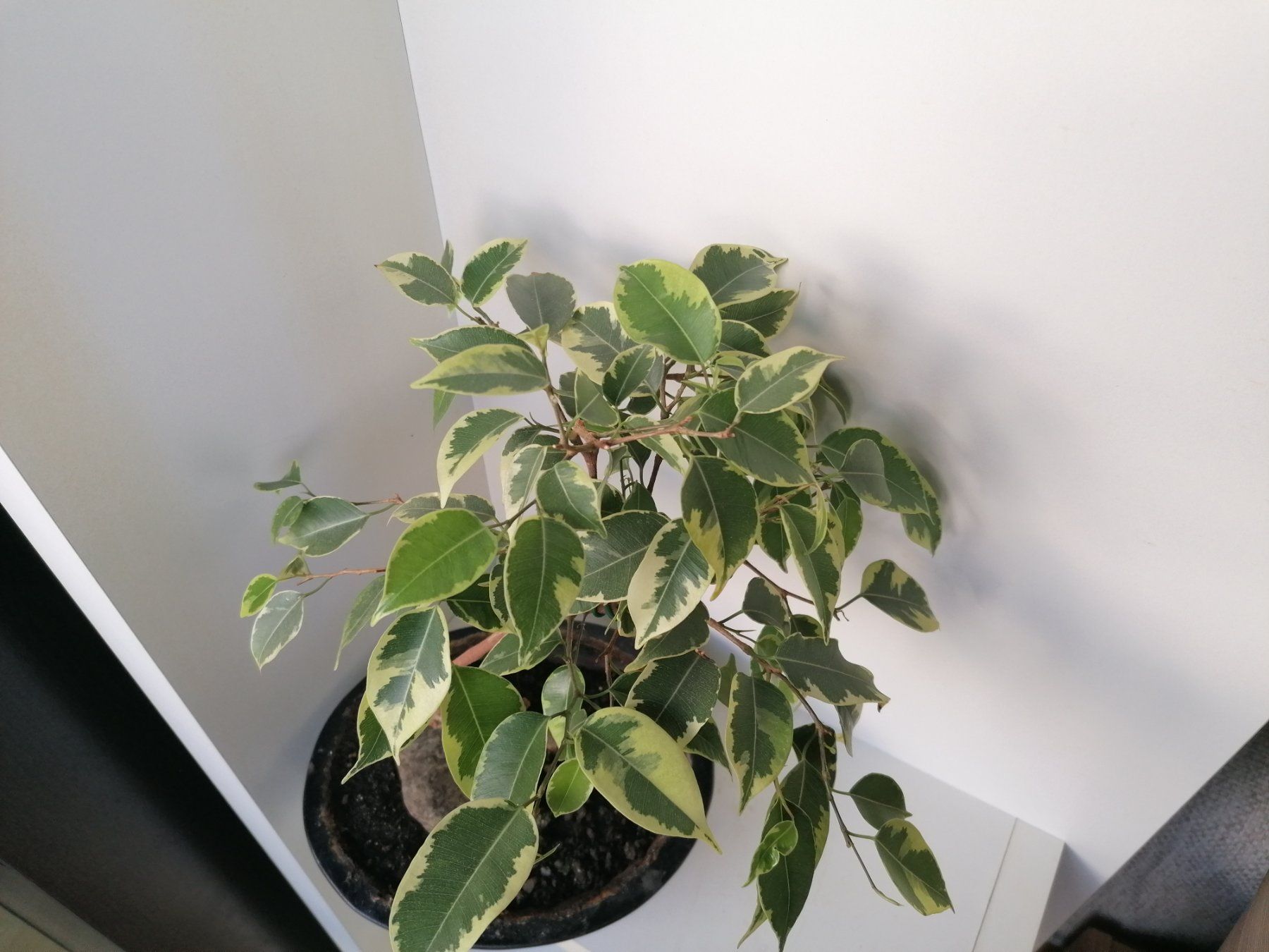 Pflanzen & Samen: FICUS – Gebraucht aus Onex von GenovaM 3