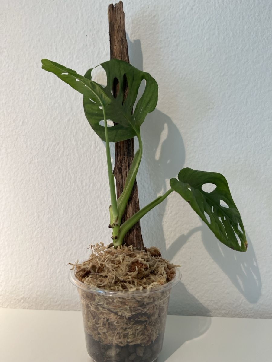 Pflanzen & Samen: Monstera adansonii im Becher – Gebraucht aus geroldswil von Ahornblatt70