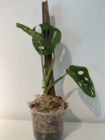 Monstera adansonii im Becher