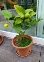 Kleiner Zitronenbaum mit Früchten