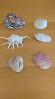 Muscheln