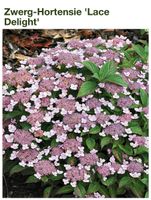 Zwerg- Hortensie Lace- Delight