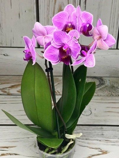 Piante & sementi: Mini  Orchidee WILD "Phalaenopsis" 20 cm Farbe ROSÉ – Nuovo e nell'imballaggio originale da Rovio venduto da POSITIFFARTandPLANTS 2
