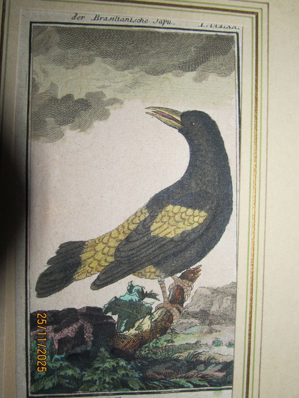 Grafica & Litografie: Diverse Vogelbilder  5 Blätter – Nuovo (secondo la descrizione) da Hergiswil NW venduto da Panda1990 1