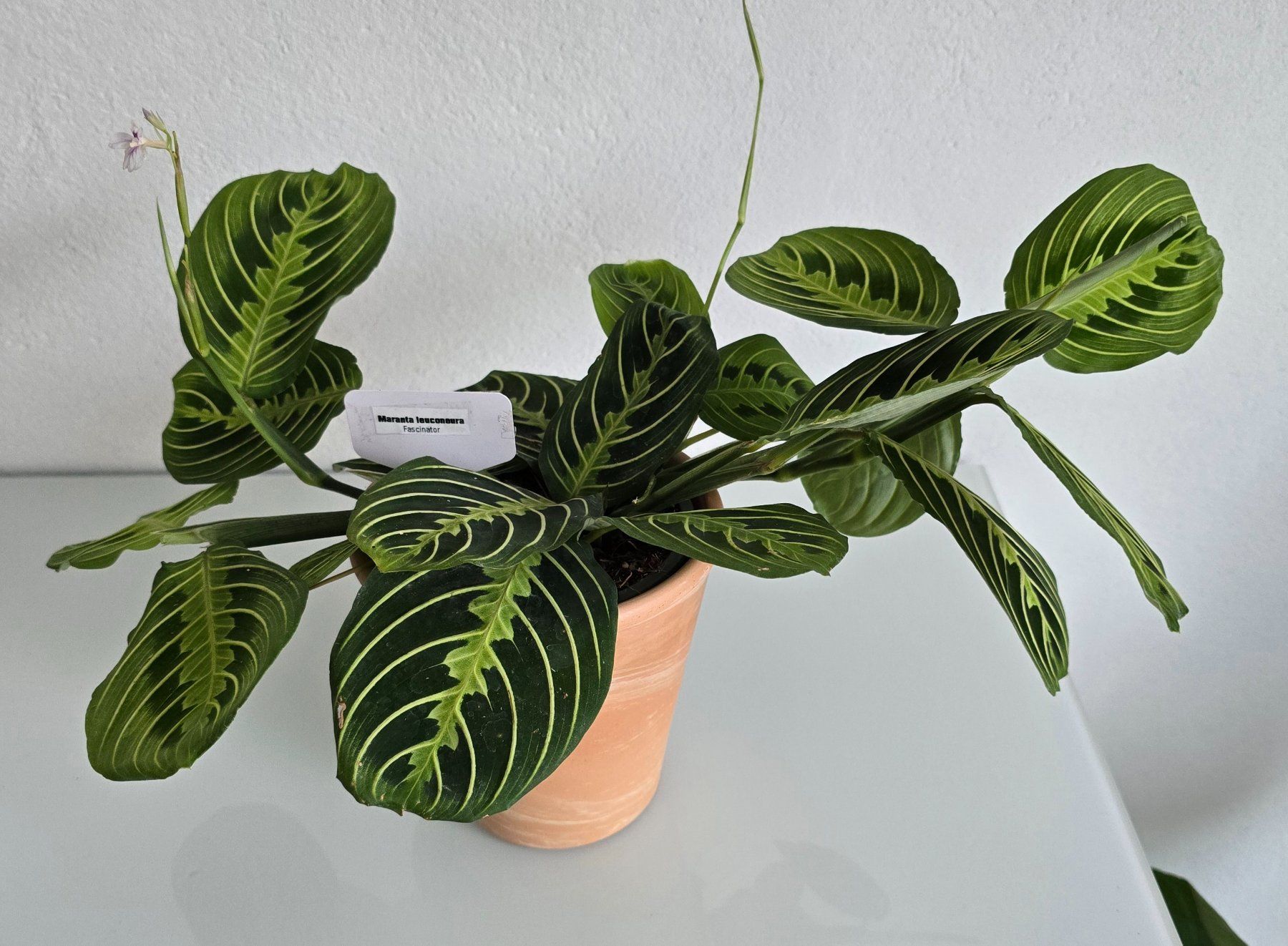 Piante & sementi: Maranta Leuconeura – Usato da Aarburg venduto da Glitzerzauber 4