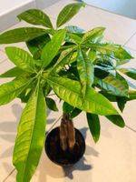 PACHIRA AQUATICA 40-50 cm ↕ Zierpflanzen‪