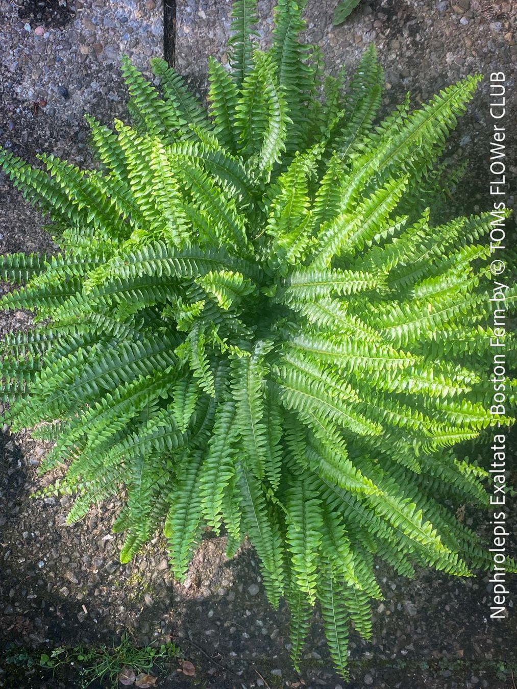 Pflanzen & Samen: Nephrolepis Exaltata - Bostonfarn mit 70cm Durchmesser – Neu und originalverpackt aus Adliswil von astom369 6