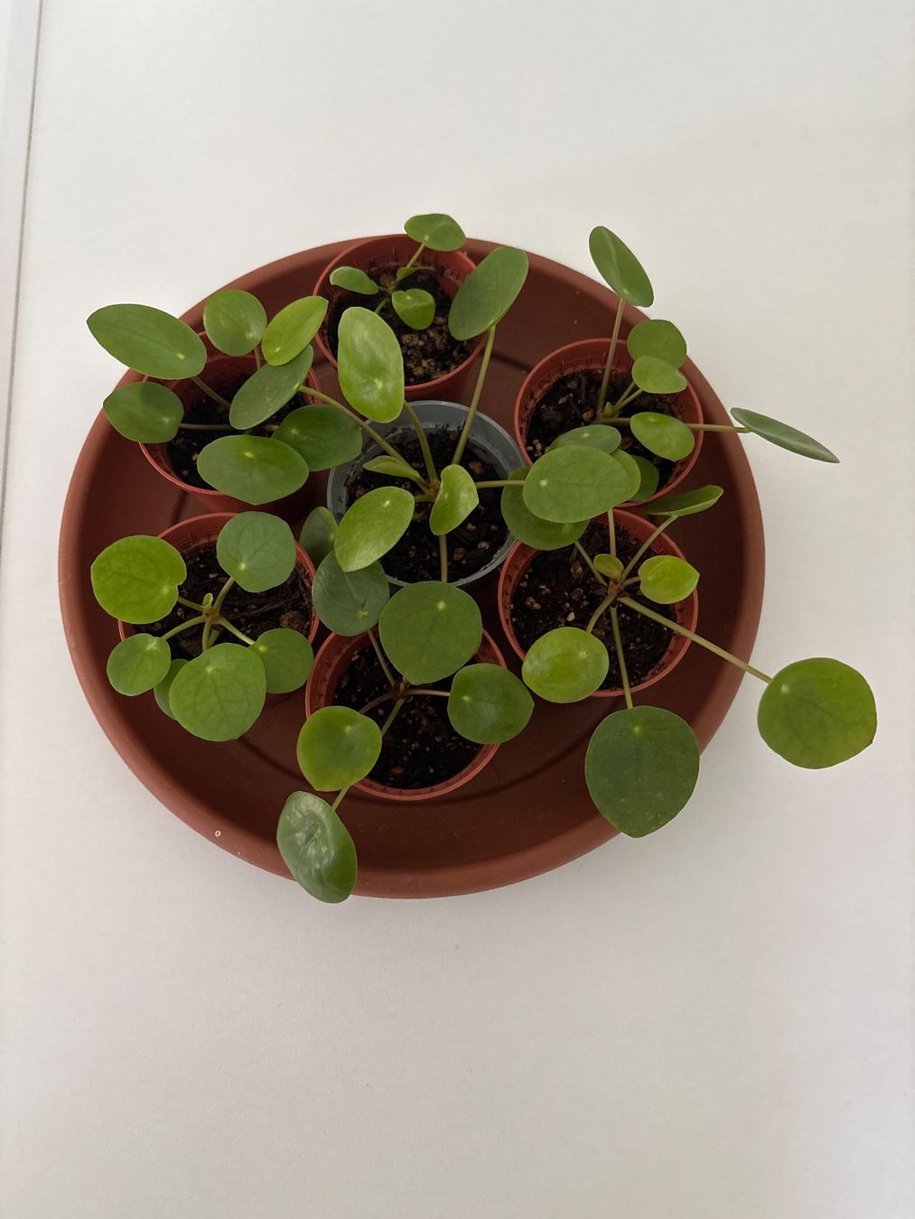 Pflanzen & Samen: Pilea Pflänzchen im Plastiktopf – Gebraucht aus Lyss von jba_s2my