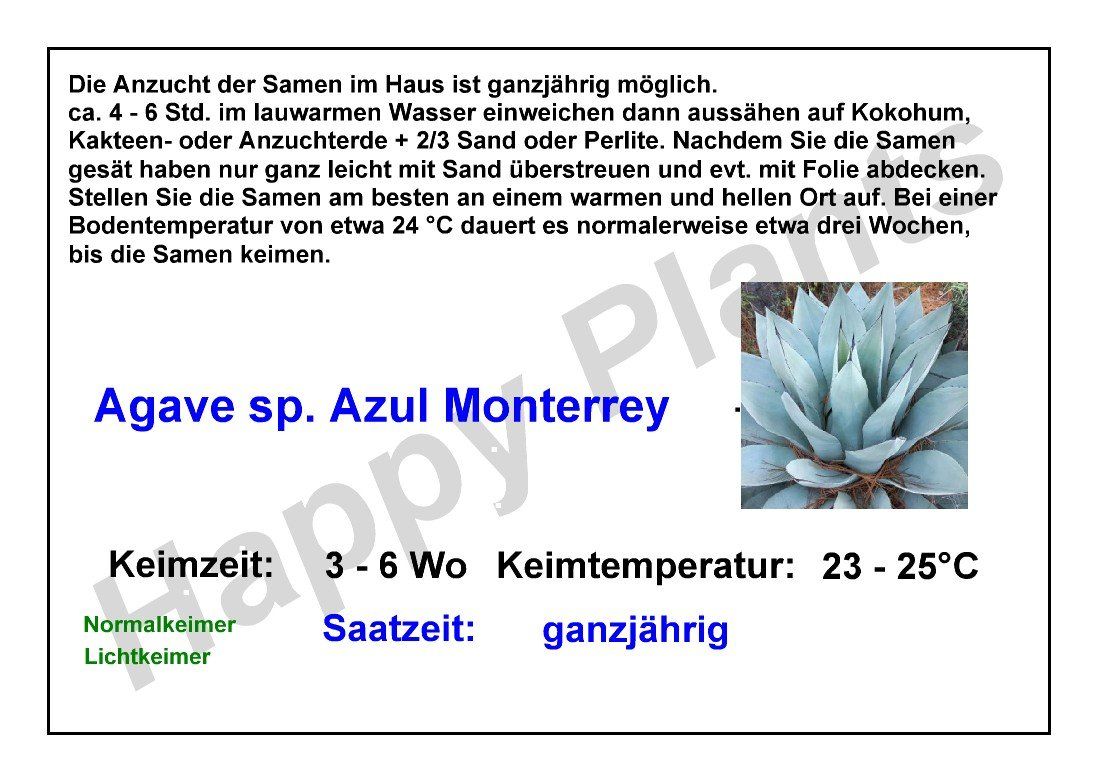 Pflanzen & Samen: Agave sp. Azul Monterrey - 30 Samen – Neu und originalverpackt aus Sumiswald von Cham14558 2