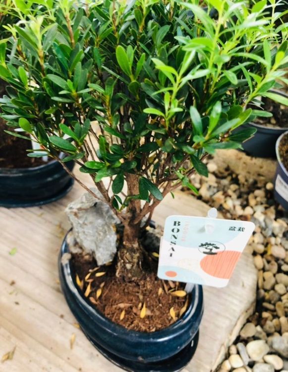 BONSAI GINSENG 30 cm ↕️ MIT DEKO TOPF Kaufen auf Ricardo