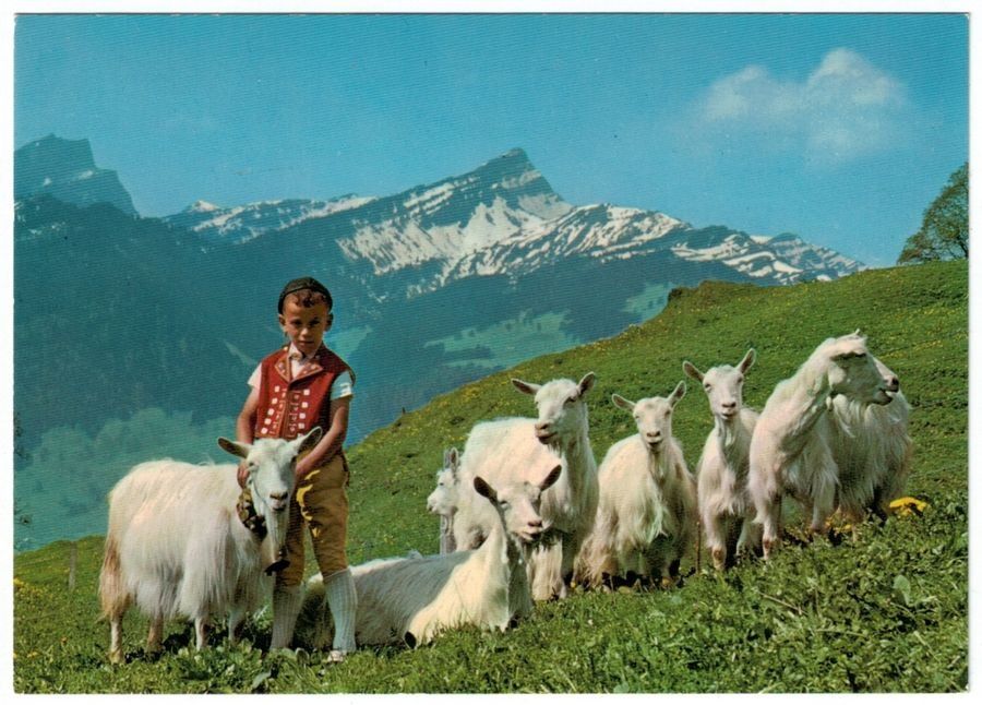 Ansichtskarten: Auf der Alp - Appenzeller Bub mit Ziegen – Gebraucht aus Frauenfeld von POML