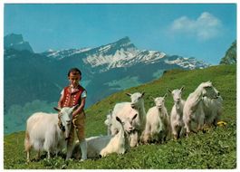 Auf der Alp - Appenzeller Bub mit Ziegen