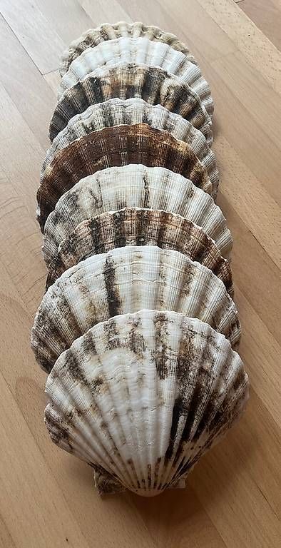 Fossili: Jakobsmuscheln  – Usato da Trübbach venduto da svengroove