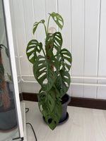 Monstera Adansonii auf handwerklichem Sphagno-Pfahl